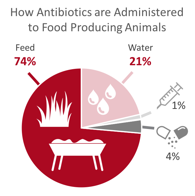 how antibiotics are administered to food producing animals