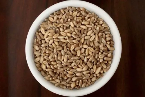 uncooked wheat berries for bruschetta salad