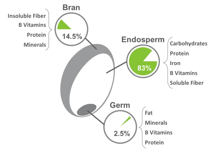 anatomy of a whole grain