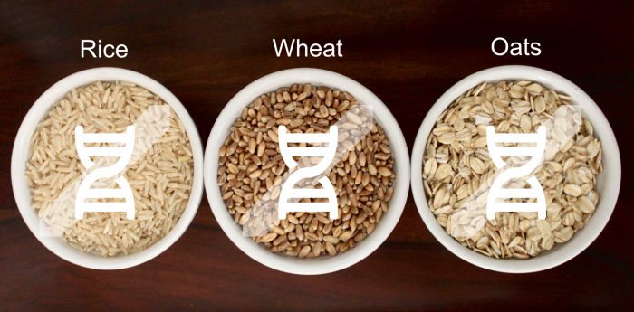 Rice, wheat and oats are not genetically modified